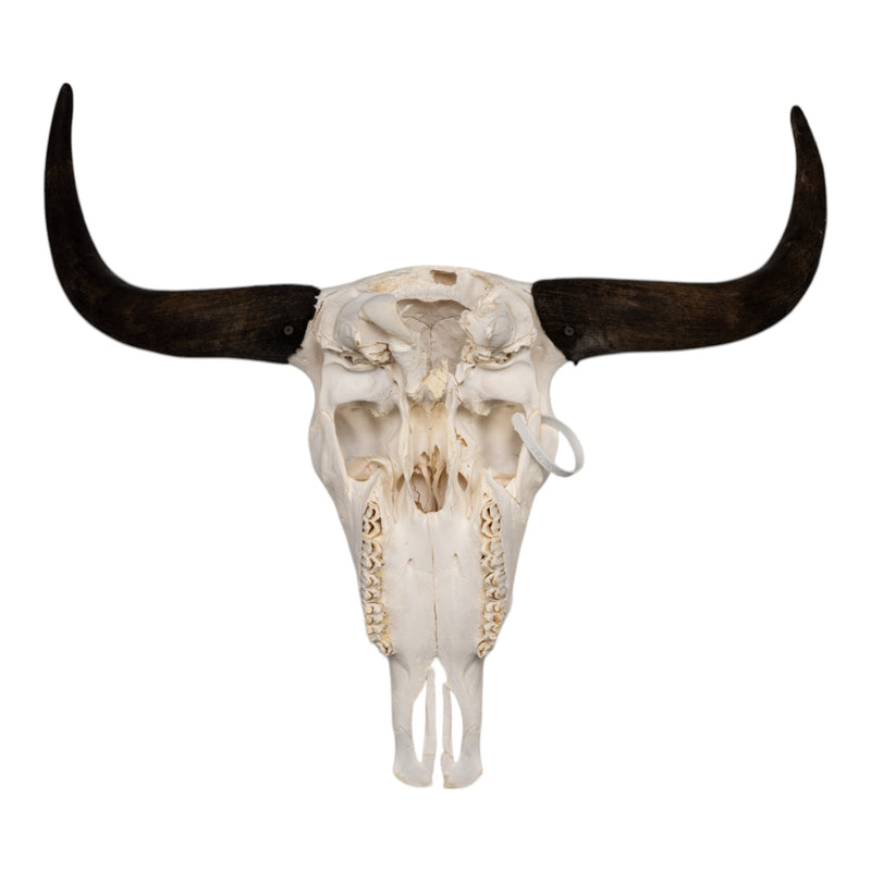 Real Domestic Yak Skull