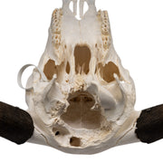 Real Domestic Yak Skull