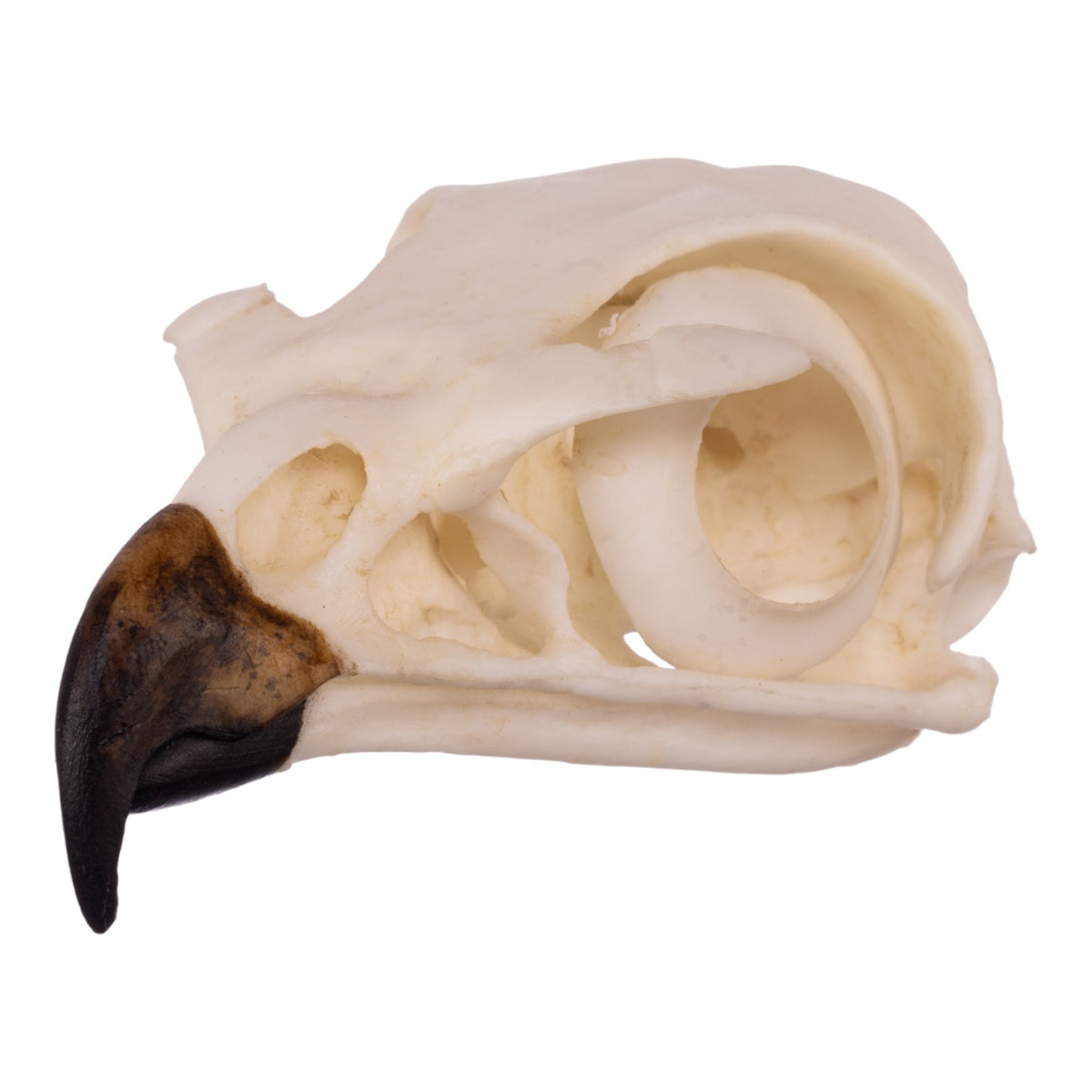Replica Red-tailed Hawk Skull — Skulls Unlimited International, Inc.