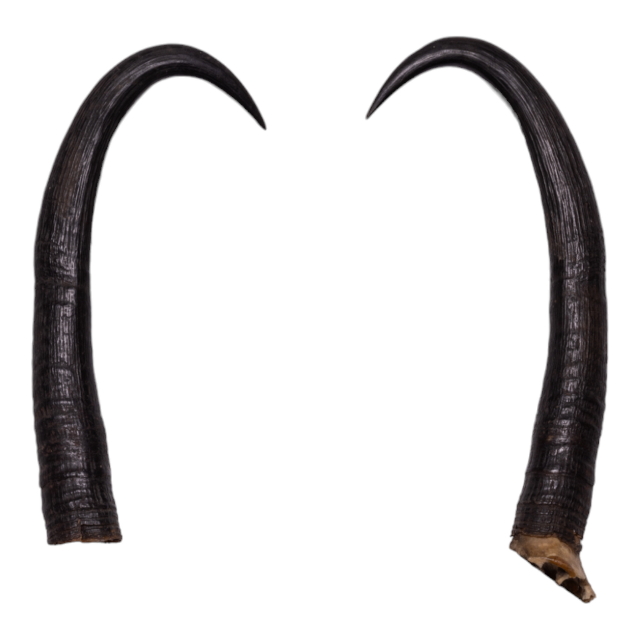 Real Chamois Horns For Sale — Skulls Unlimited International, Inc.
