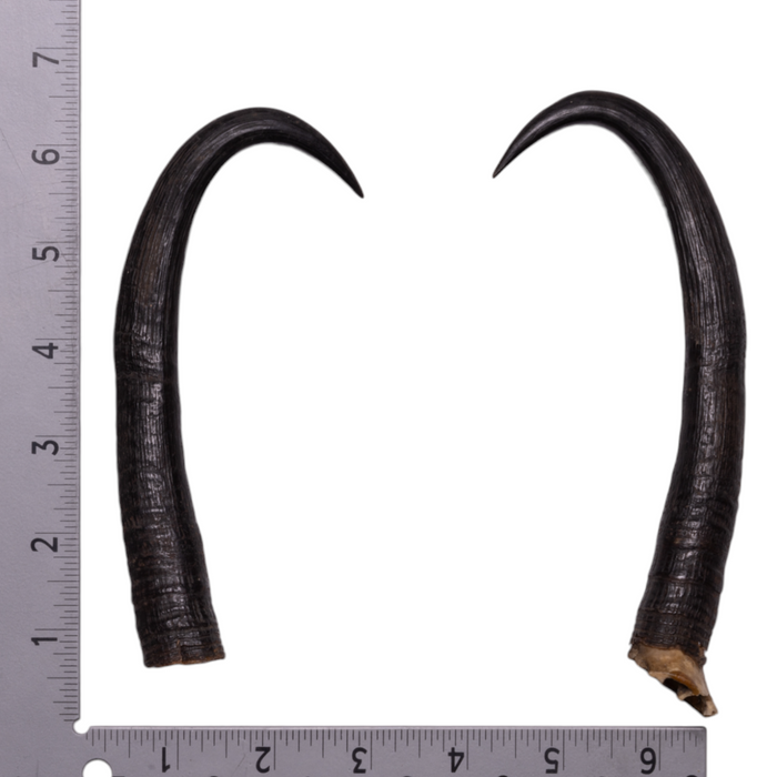 Real Chamois Horns