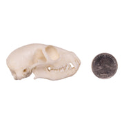 Replica Meerkat Skull