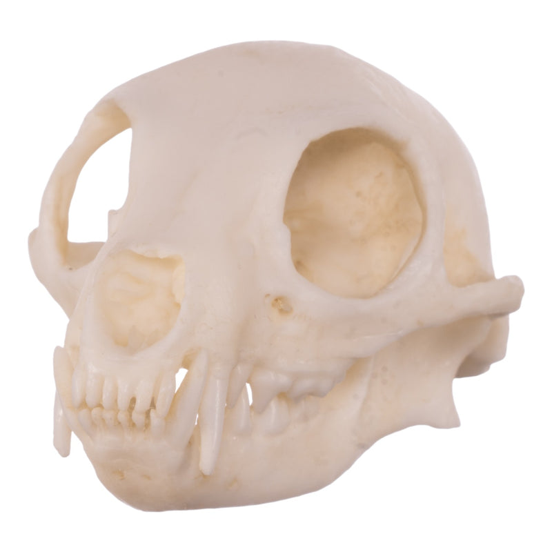 Replica Meerkat Skull