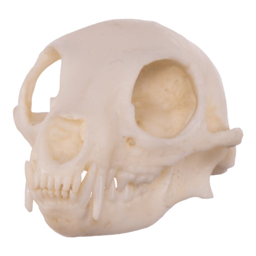 Replica Meerkat Skull