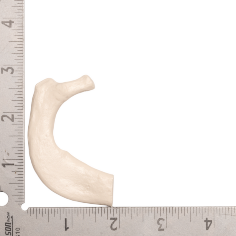 Replica Human Rib - Single