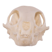 Replica Meerkat Skull
