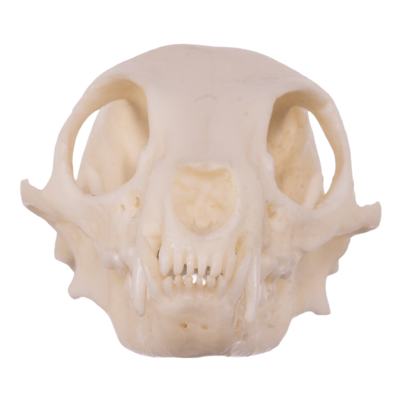 Replica Meerkat Skull