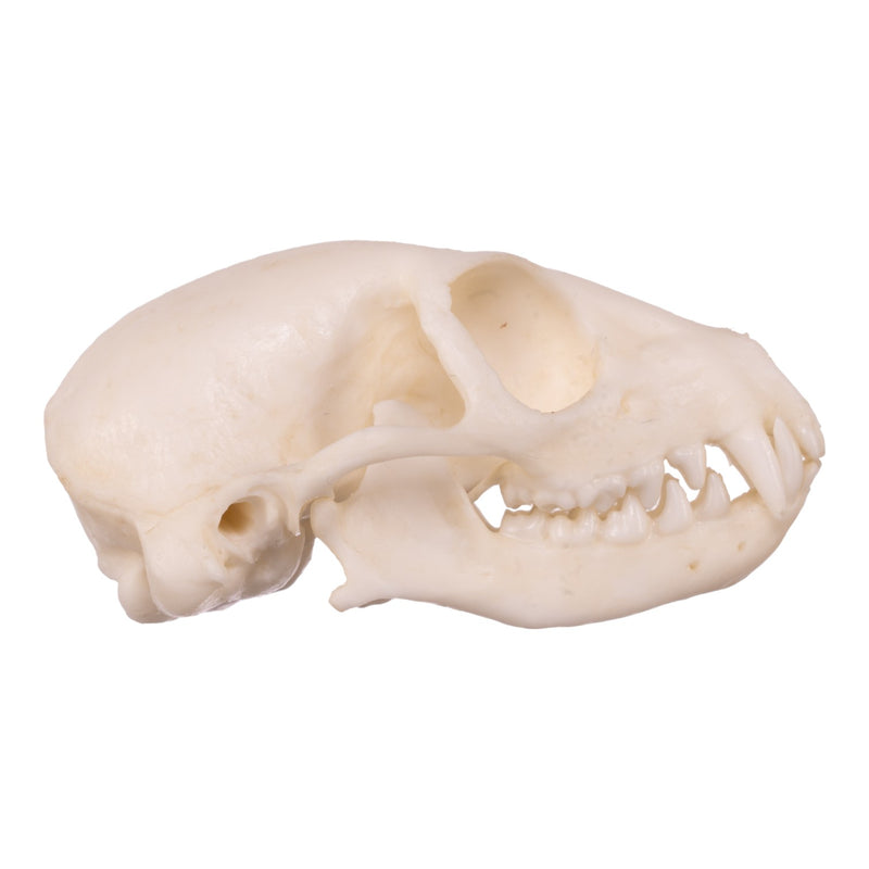 Replica Meerkat Skull