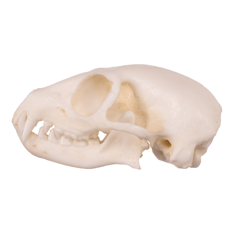 Replica Meerkat Skull