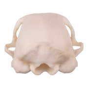 Replica Meerkat Skull