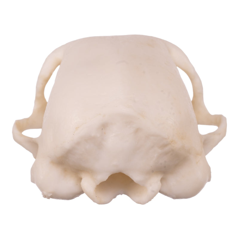 Replica Meerkat Skull