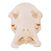 Replica Platypus Skull - Male