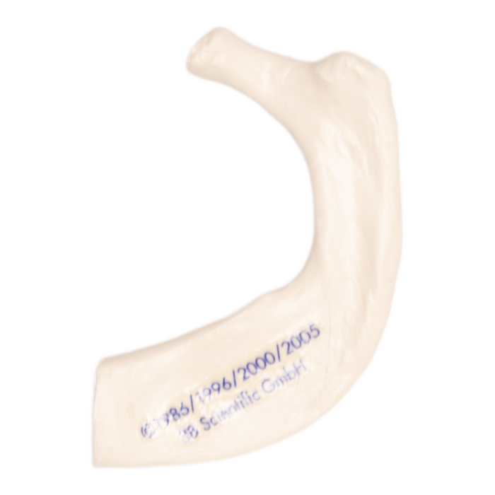 Replica Human Rib For Sale — Skulls Unlimited International, Inc.