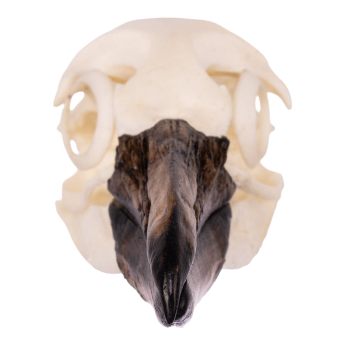Replica Magellanic Penguin Skull