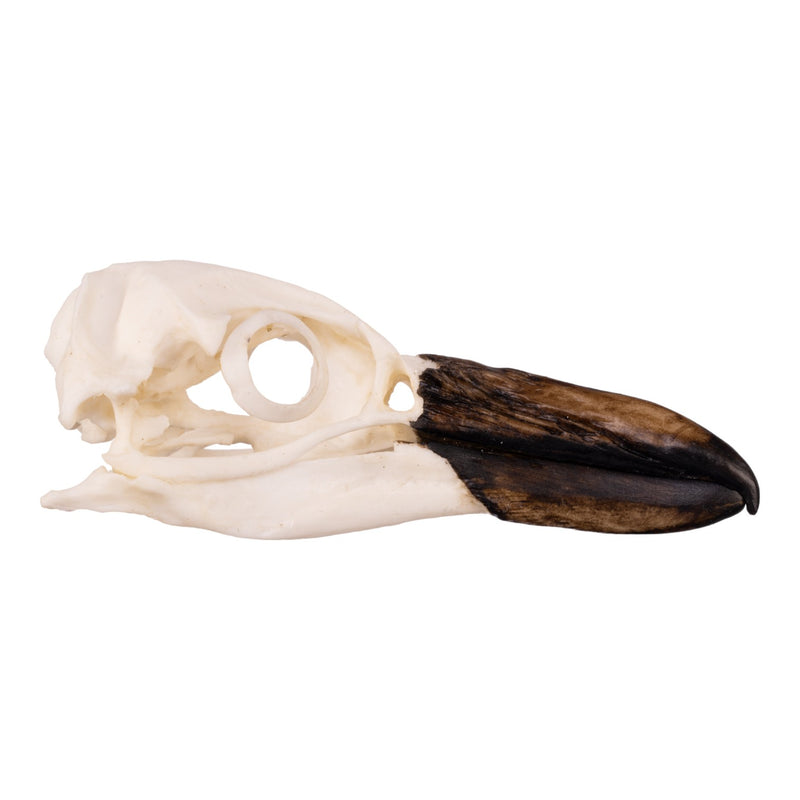 Replica Magellanic Penguin Skull