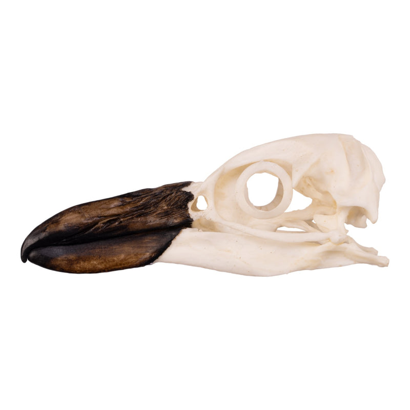 Replica Magellanic Penguin Skull