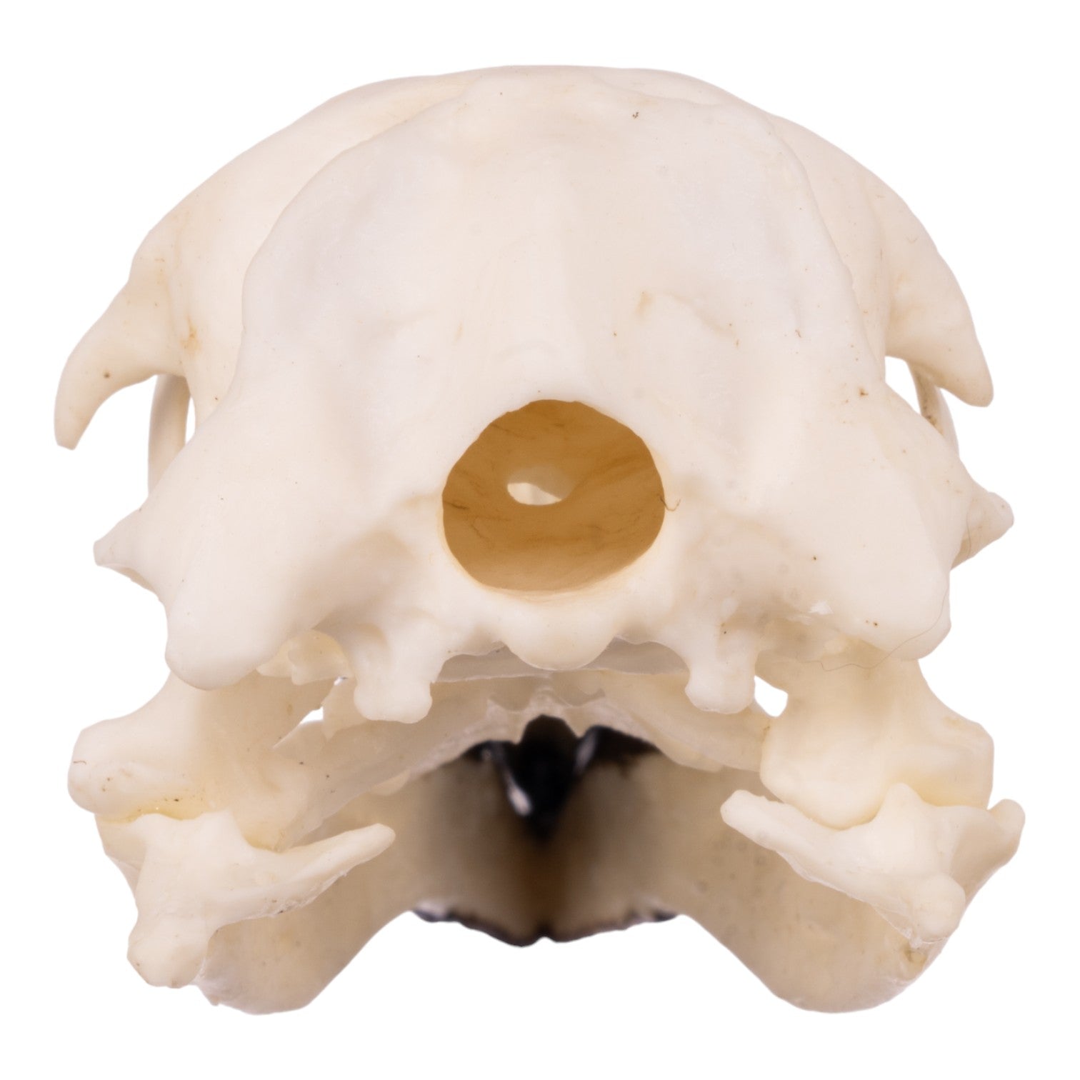 Replica Magellanic Penguin Skull — Skulls Unlimited International