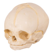 Replica Human Fetal Skull - 32 Weeks