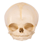 Replica Human Fetal Skull - 32 Weeks
