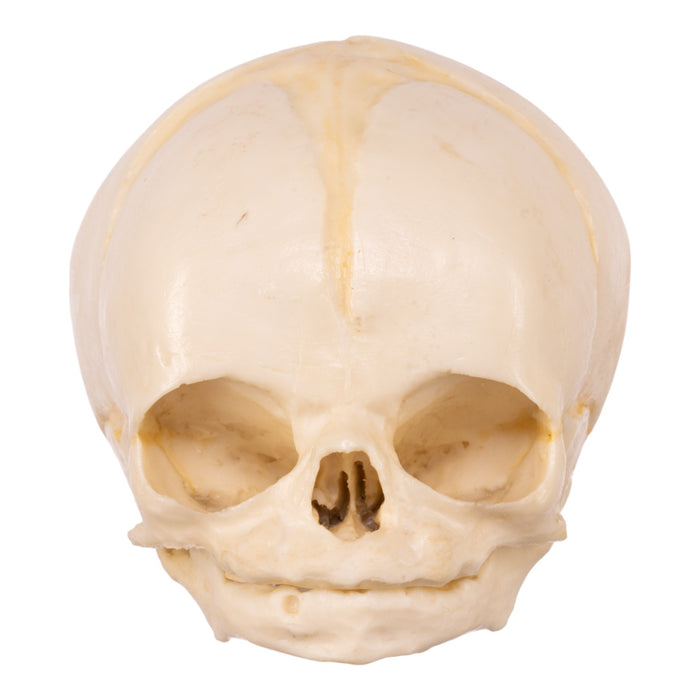 Replica Human Fetal Skull - 32 Weeks