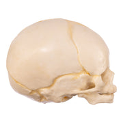 Replica Human Fetal Skull - 32 Weeks