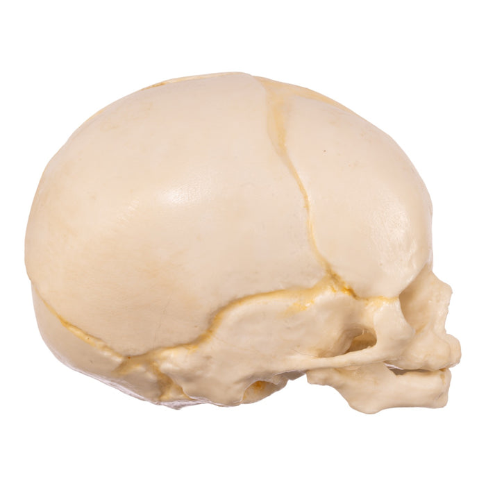 Replica Human Fetal Skull - 32 Weeks