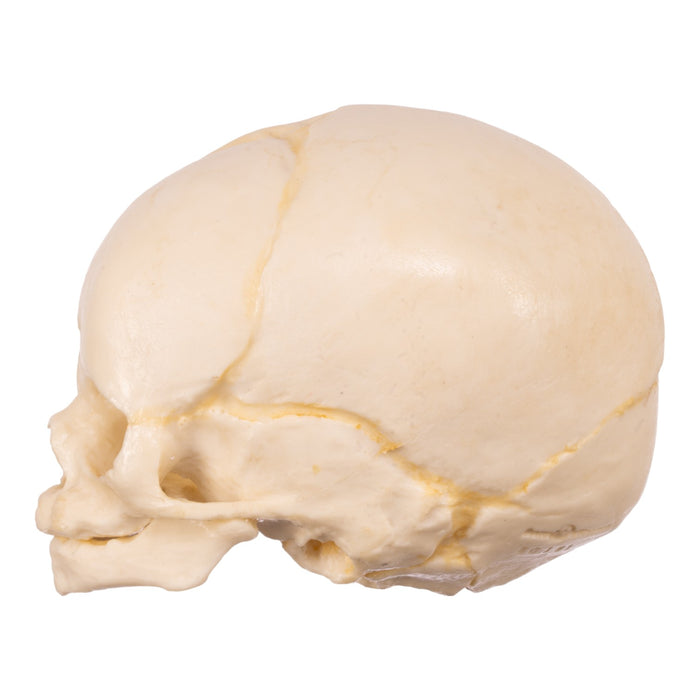 Replica Human Fetal Skull - 32 Weeks