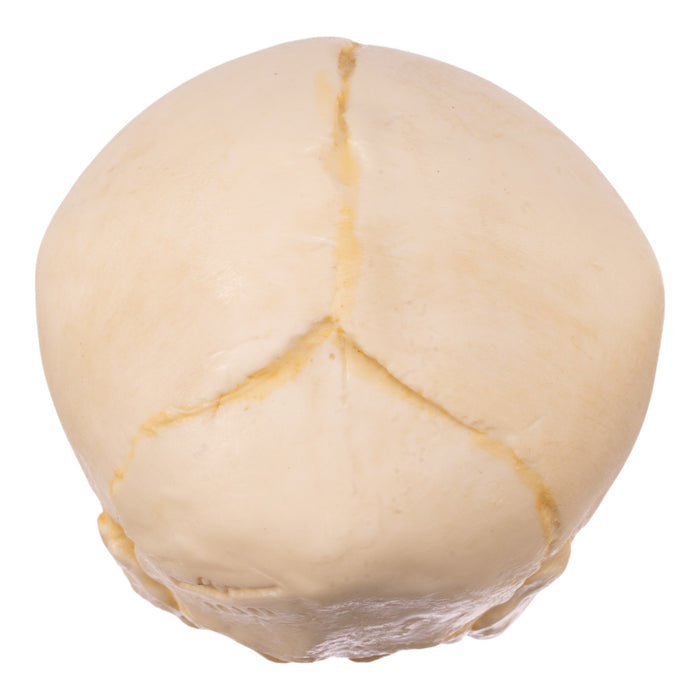Replica Human Fetal Skull - 32 Weeks