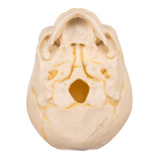 Replica Human Fetal Skull - 32 Weeks