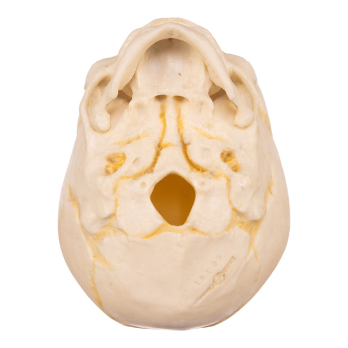 Replica Human Fetal Skull - 32 Weeks