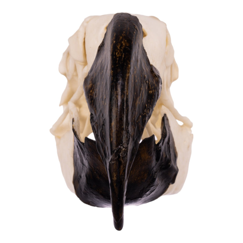 Replica Hyacinth Macaw Skull