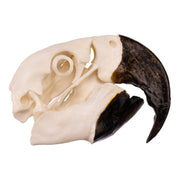 Replica Hyacinth Macaw Skull