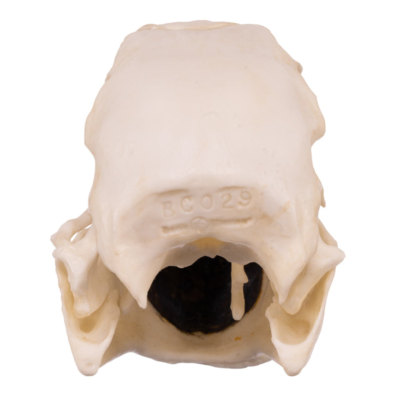 Replica Hyacinth Macaw Skull
