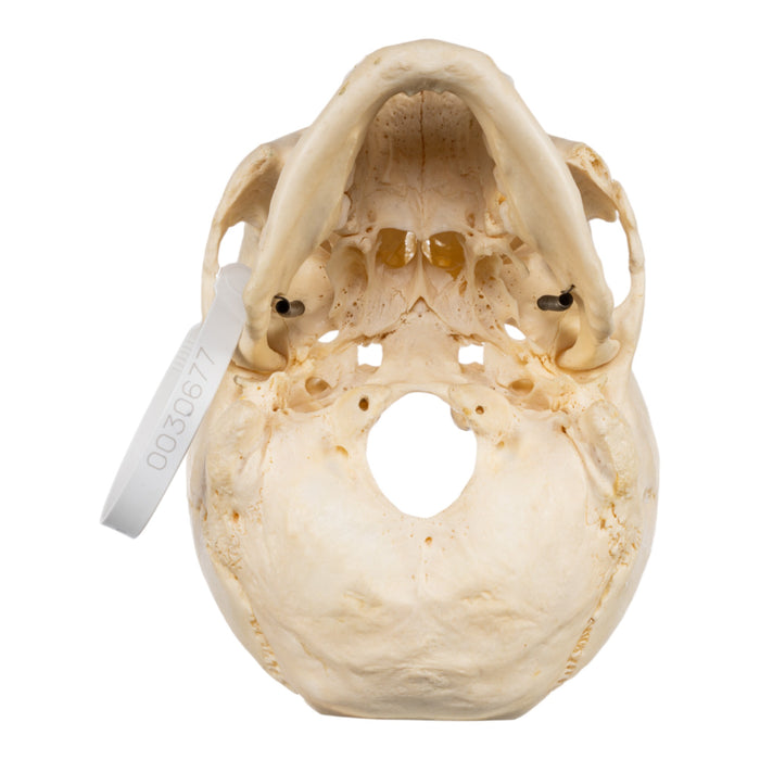 Real Human Skull - Partial