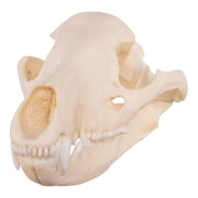 Replica Tasmanian Wolf Skull