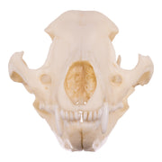 Replica Tasmanian Wolf Skull
