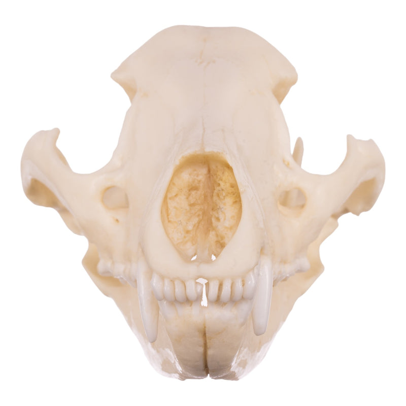 Replica Tasmanian Wolf Skull