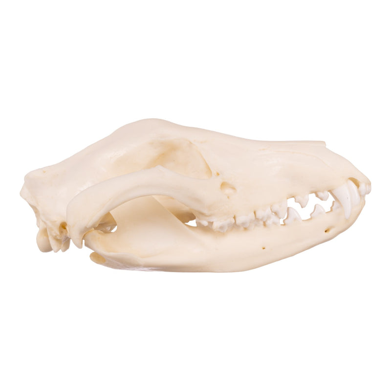 Replica Tasmanian Wolf Skull