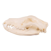 Replica Tasmanian Wolf Skull