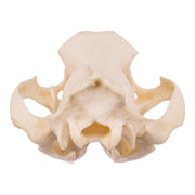 Replica Tasmanian Wolf Skull