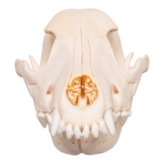 Real Domestic Dog Skull - Overbite