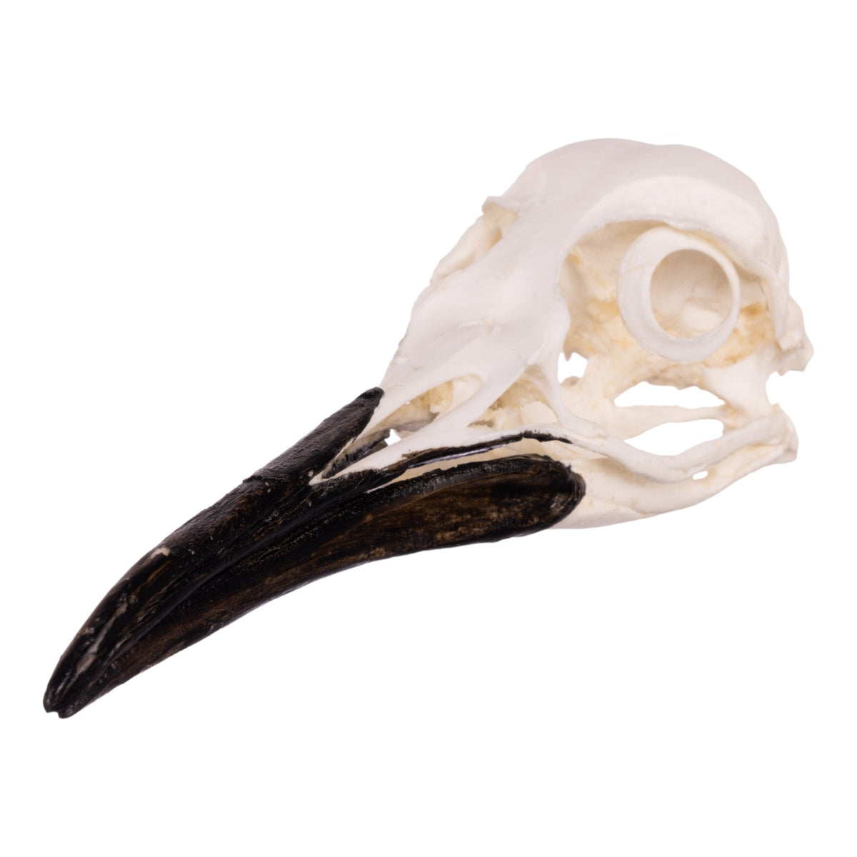 Replica King Penguin Skull For Sale — Skulls Unlimited