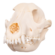 Real Domestic Dog Skull - Overbite
