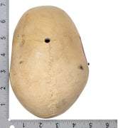 Replica Human Calvaria - Painted