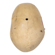 Replica Human Calvaria - Painted