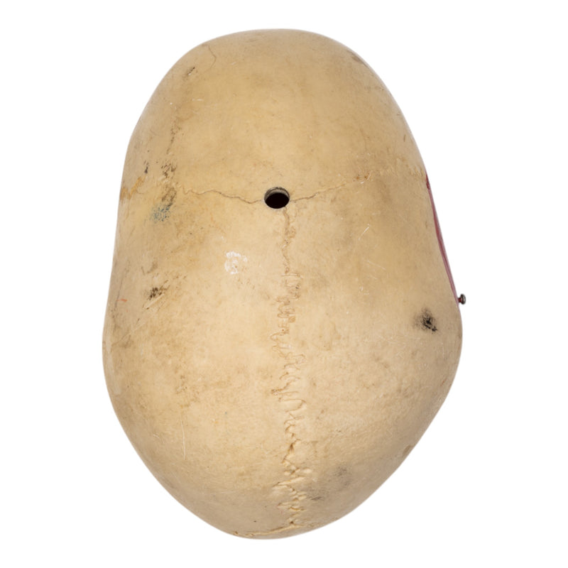 Replica Human Calvaria - Painted