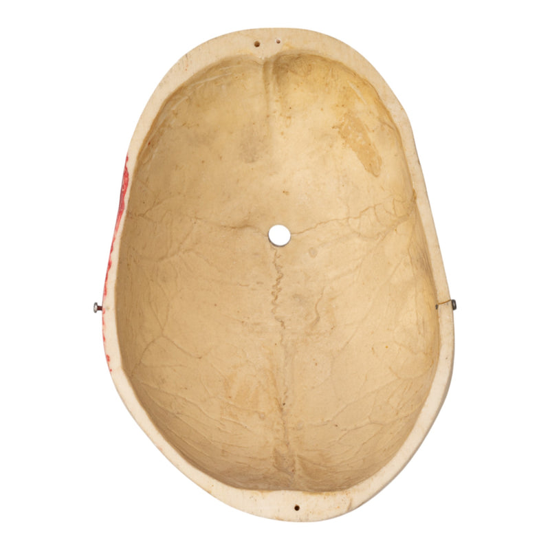 Replica Human Calvaria - Painted
