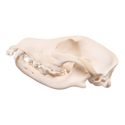 Real Domestic Dog Skull - Overbite