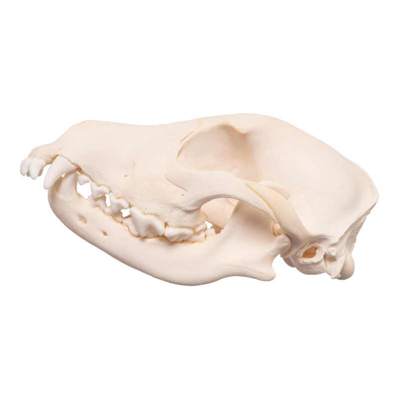 Real Domestic Dog Skull - Overbite