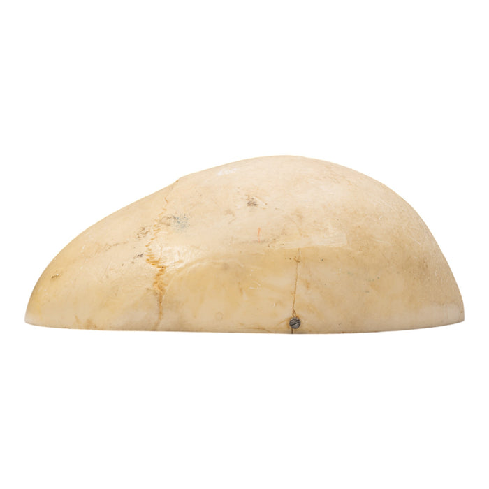 Replica Human Calvaria - Painted